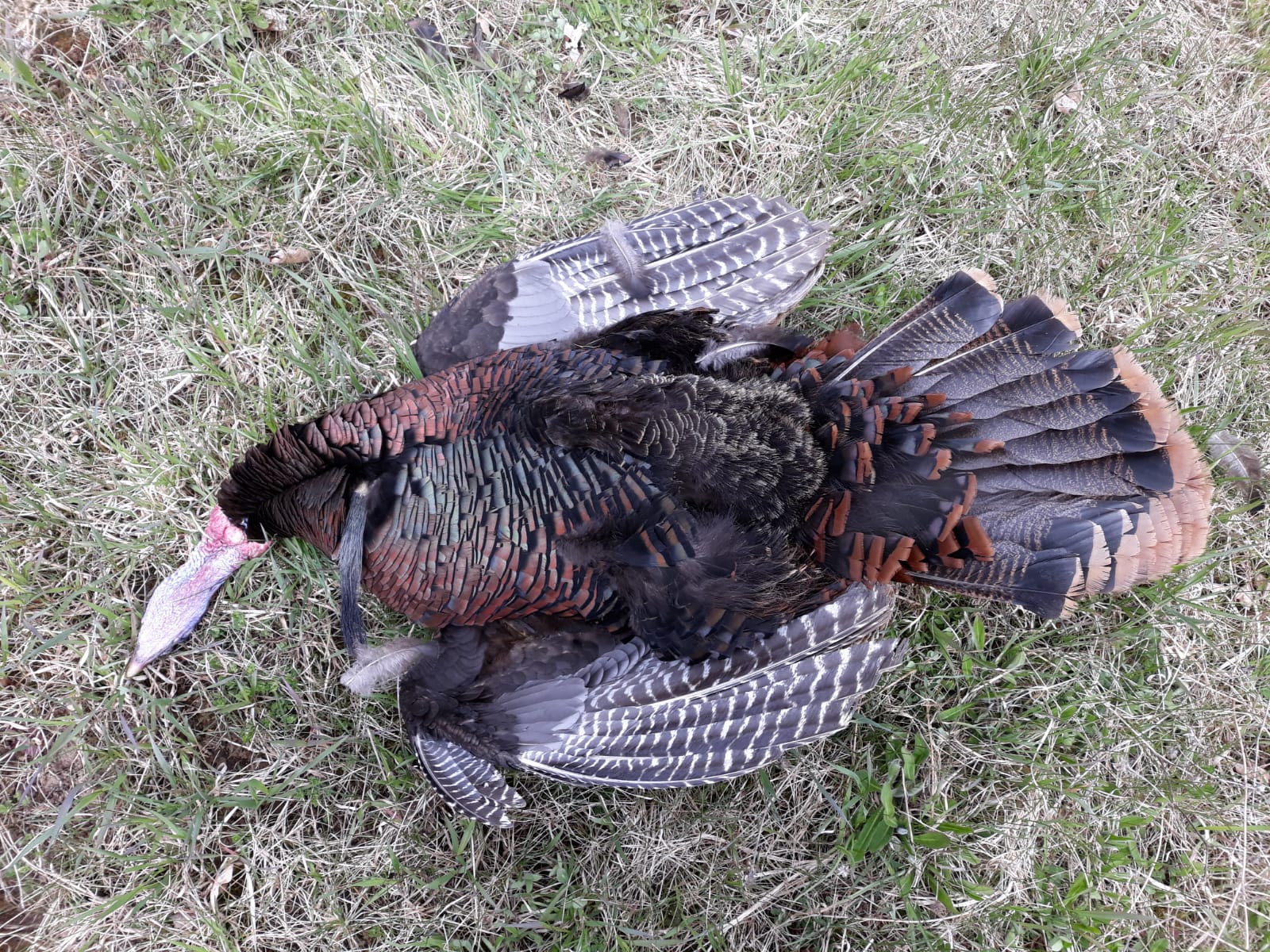 Outdoor shooting and hunting simulation
